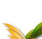 Stoa Award Title Graphic