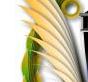 Stoa Award Title Graphic