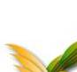 Taverna Award Title Graphic