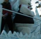 photos of runner cavalcade
